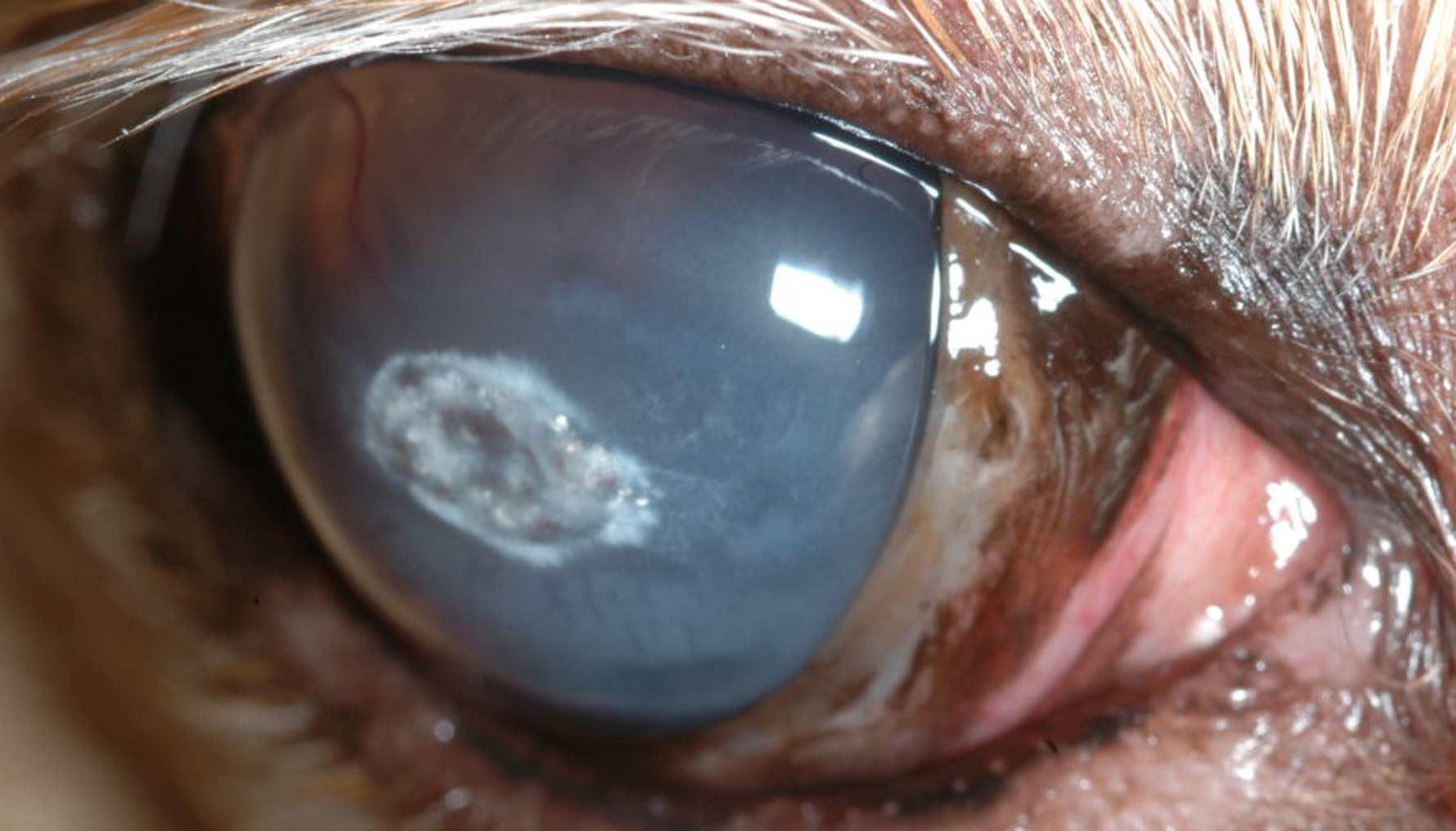 Corneal sequestrum